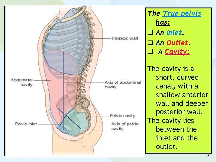 The True pelvis has: q An Inlet. q An Outlet. q A Cavity: The