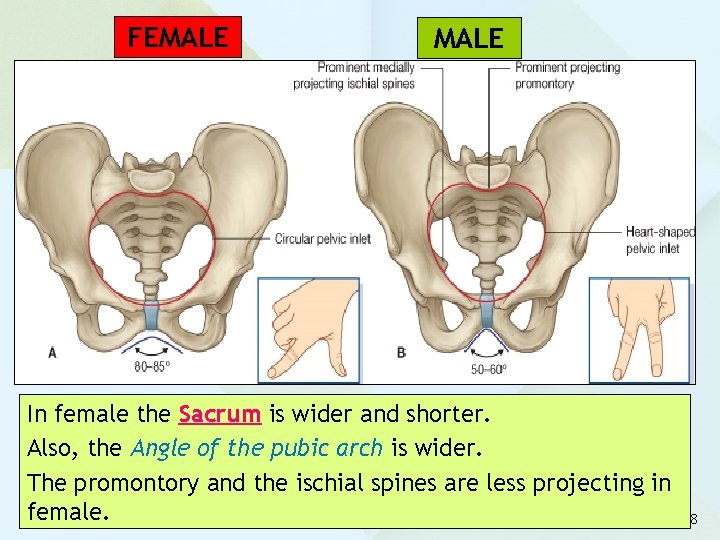 FEMALE In female the Sacrum is wider and shorter. Also, the Angle of the