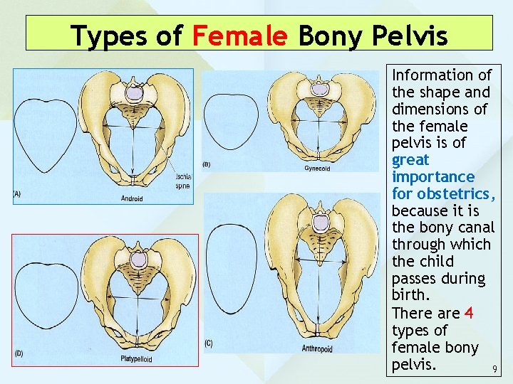 Types of Female Bony Pelvis Information of the shape and dimensions of the female