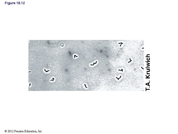 Figure 18. 12 © 2012 Pearson Education, Inc. 