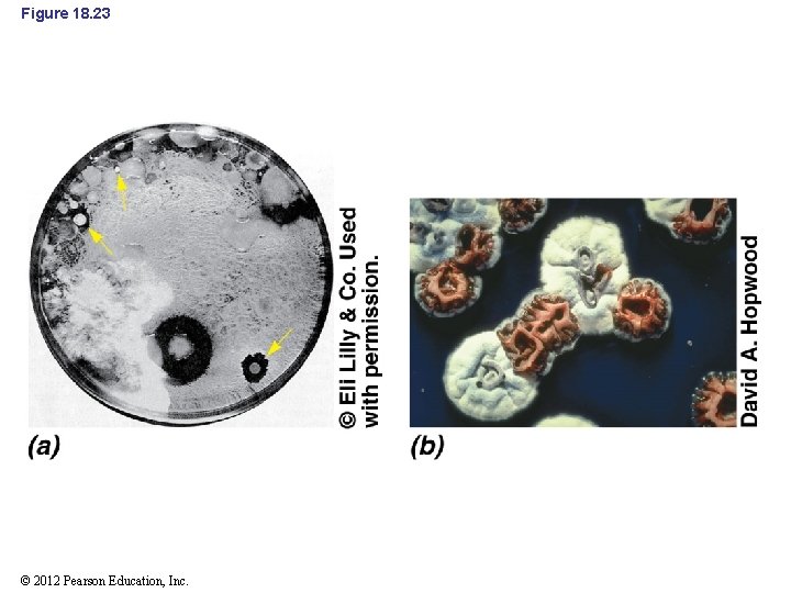 Figure 18. 23 © 2012 Pearson Education, Inc. 