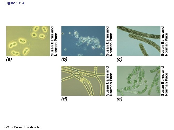 Figure 18. 24 © 2012 Pearson Education, Inc. 