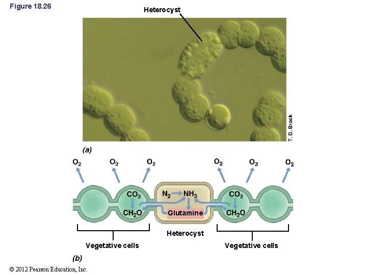 Figure 18. 26 Heterocyst Glutamine Heterocyst Vegetative cells © 2012 Pearson Education, Inc. Vegetative