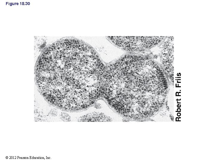 Figure 18. 30 © 2012 Pearson Education, Inc. 