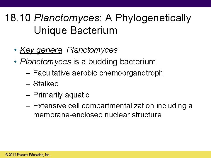 18. 10 Planctomyces: A Phylogenetically Unique Bacterium • Key genera: Planctomyces • Planctomyces is