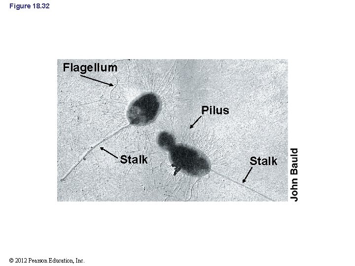 Figure 18. 32 Flagellum Pilus Stalk © 2012 Pearson Education, Inc. Stalk 
