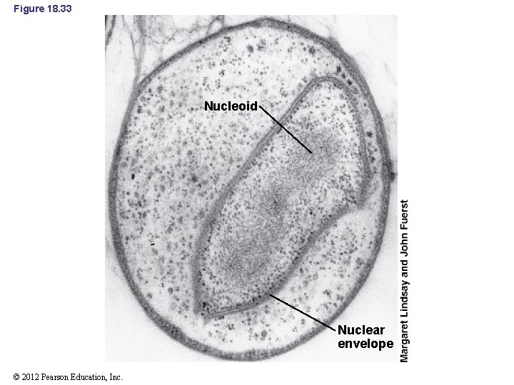 Figure 18. 33 Nucleoid Nuclear envelope © 2012 Pearson Education, Inc. 