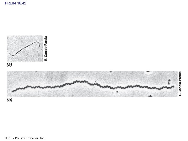 Figure 18. 42 © 2012 Pearson Education, Inc. 
