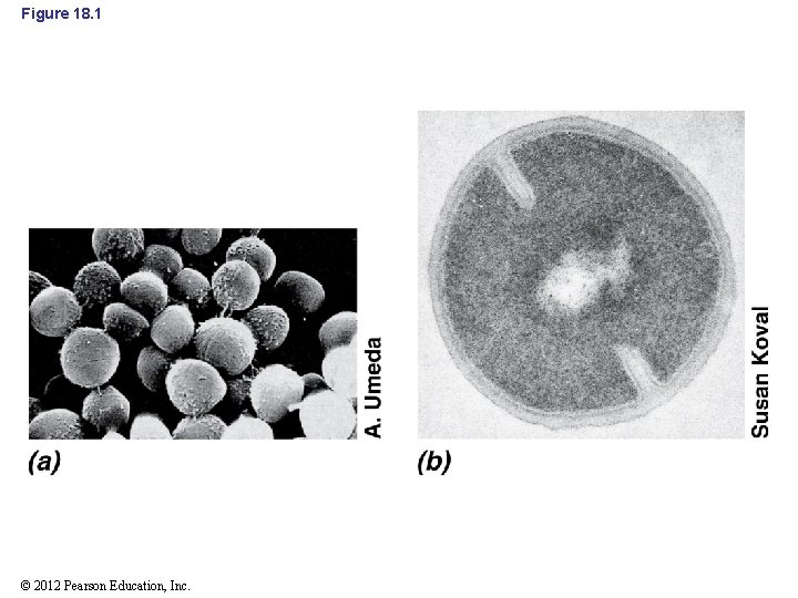 Figure 18. 1 © 2012 Pearson Education, Inc. 