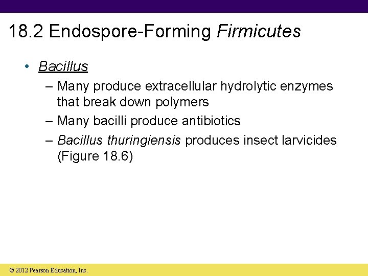 18. 2 Endospore-Forming Firmicutes • Bacillus – Many produce extracellular hydrolytic enzymes that break