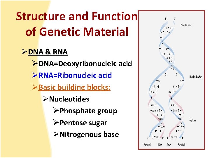 Structure and Function of Genetic Material ØDNA & RNA ØDNA=Deoxyribonucleic acid ØRNA=Ribonucleic acid ØBasic
