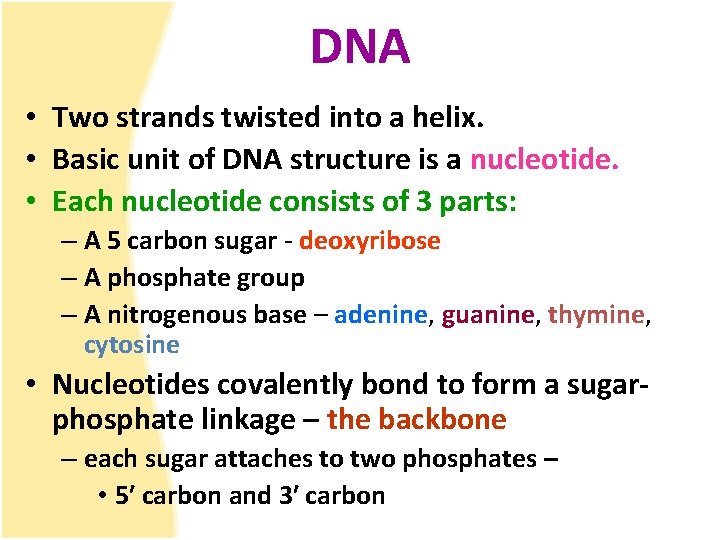 DNA • Two strands twisted into a helix. • Basic unit of DNA structure