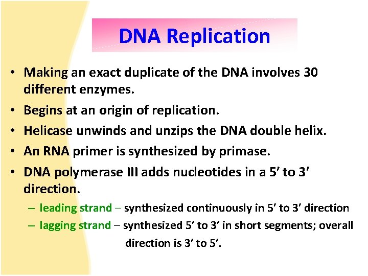 DNA Replication • Making an exact duplicate of the DNA involves 30 different enzymes.