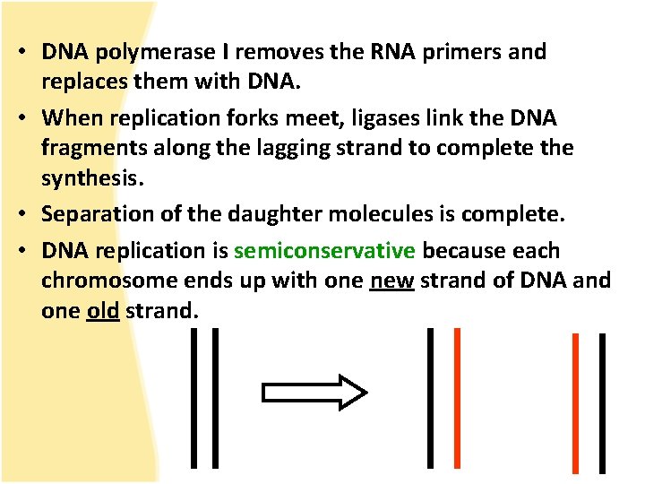  • DNA polymerase I removes the RNA primers and replaces them with DNA.