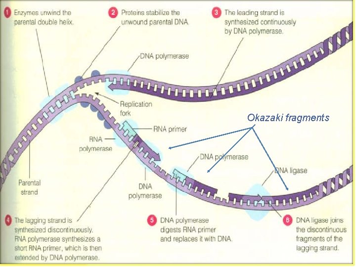 Okazaki fragments 
