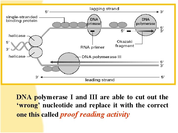 DNA polymerase I and III are able to cut out the ‘wrong’ nucleotide and