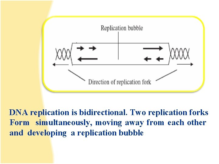 DNA replication is bidirectional. Two replication forks Form simultaneously, moving away from each other