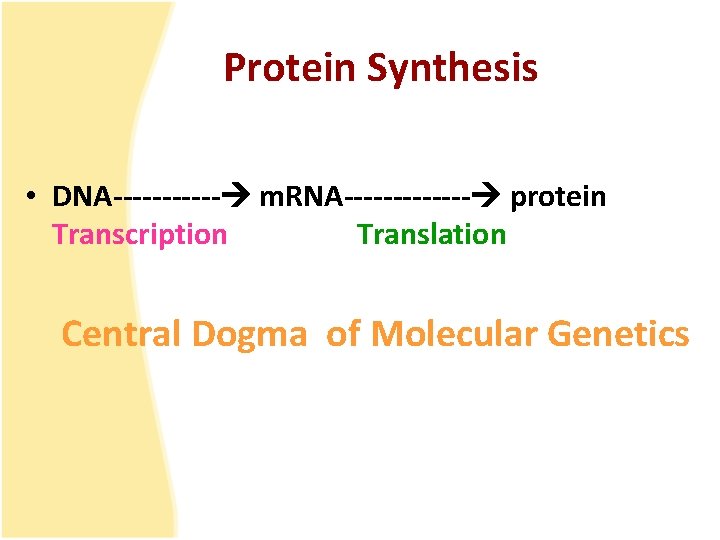 Protein Synthesis • DNA------ m. RNA------- protein Transcription Translation Central Dogma of Molecular Genetics