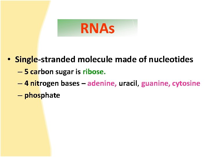 RNAs • Single-stranded molecule made of nucleotides – 5 carbon sugar is ribose. –