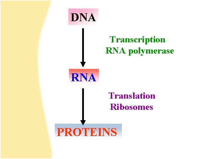 DNA Transcription RNA polymerase RNA Translation Ribosomes PROTEINS 