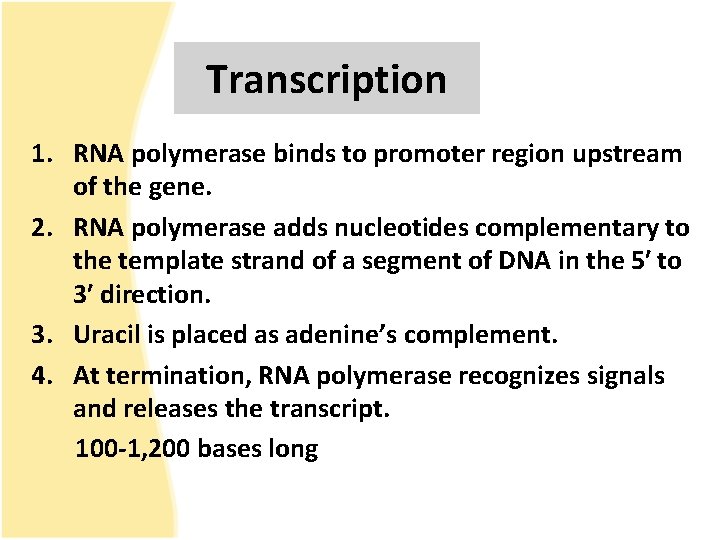 Transcription 1. RNA polymerase binds to promoter region upstream of the gene. 2. RNA
