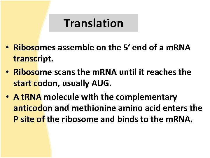 Translation • Ribosomes assemble on the 5′ end of a m. RNA transcript. •