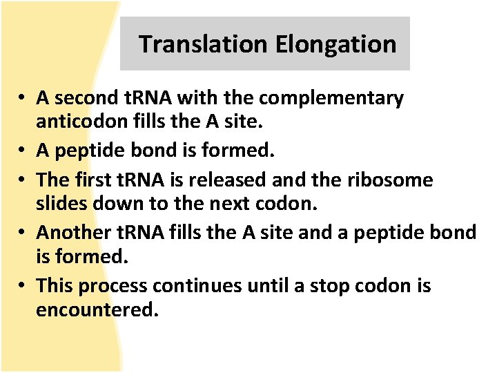 Translation Elongation • A second t. RNA with the complementary anticodon fills the A
