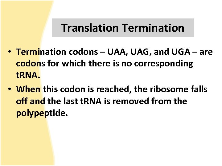 Translation Termination • Termination codons – UAA, UAG, and UGA – are codons for