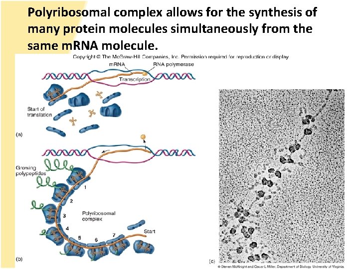 Polyribosomal complex allows for the synthesis of many protein molecules simultaneously from the same