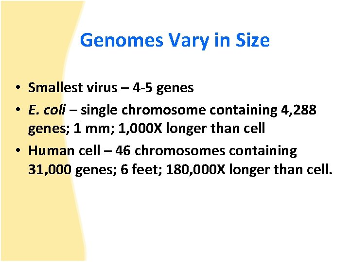 Genomes Vary in Size • Smallest virus – 4 -5 genes • E. coli
