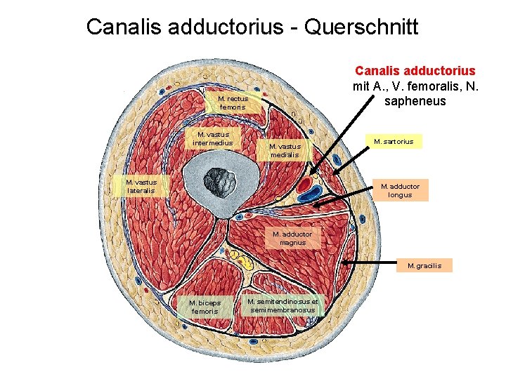 Canalis adductorius - Querschnitt Canalis adductorius mit A. , V. femoralis, N. sapheneus M.