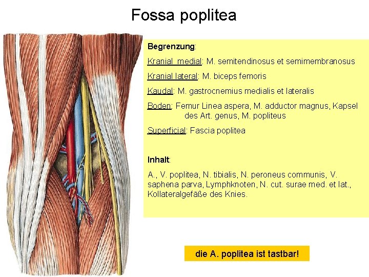 Fossa poplitea Begrenzung: Kranial medial: M. semitendinosus et semimembranosus Kranial lateral: M. biceps femoris