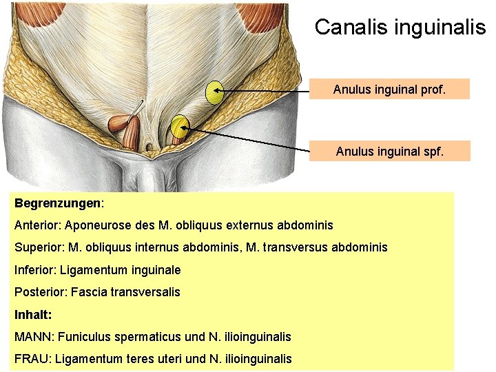 Canalis inguinalis Anulus inguinal prof. Anulus inguinal spf. Begrenzungen: Anterior: Aponeurose des M. obliquus