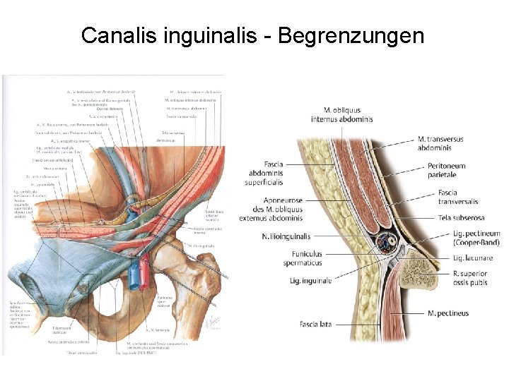 Canalis inguinalis - Begrenzungen 