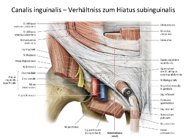 Canalis inguinalis – Verhältniss zum Hiatus subinguinalis 