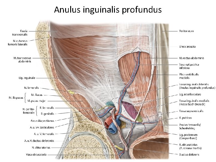 Anulus inguinalis profundus 