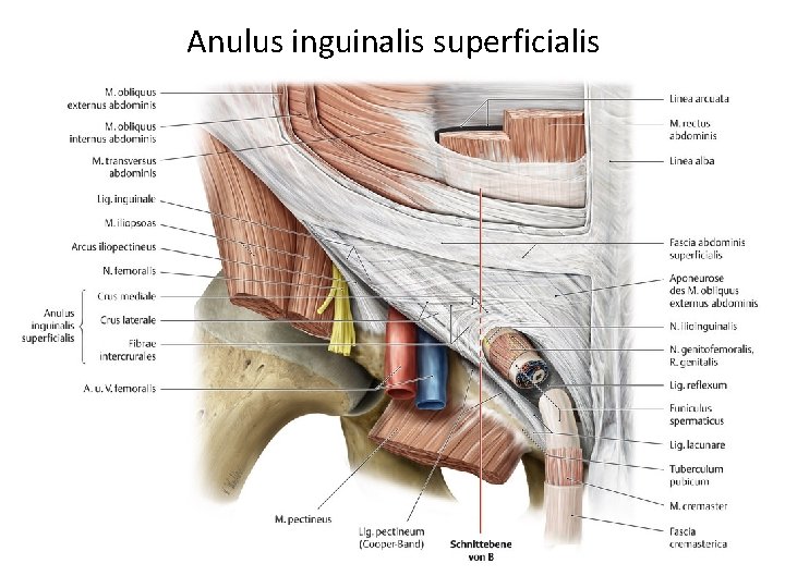 Anulus inguinalis superficialis 