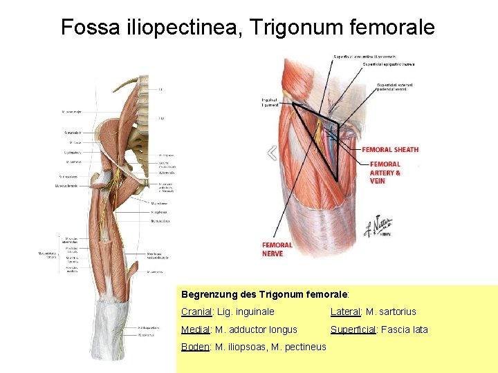 Fossa iliopectinea, Trigonum femorale Begrenzung des Trigonum femorale: Cranial: Lig. inguinale Lateral: M. sartorius