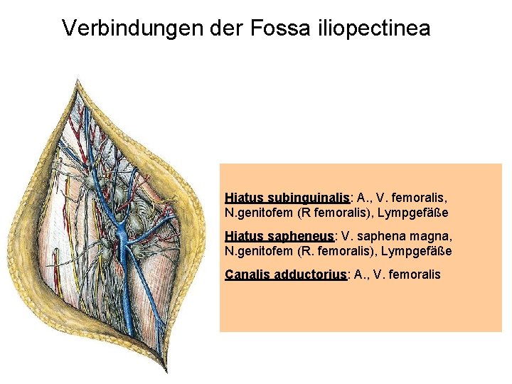 Verbindungen der Fossa iliopectinea Hiatus subinguinalis: A. , V. femoralis, N. genitofem (R femoralis),