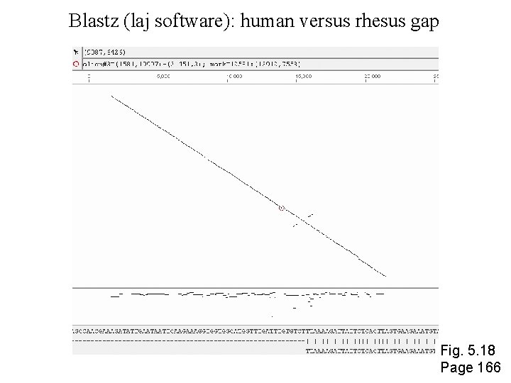 Blastz (laj software): human versus rhesus gap Fig. 5. 18 Page 166 