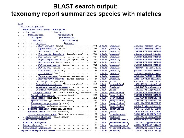 BLAST search output: taxonomy report summarizes species with matches 