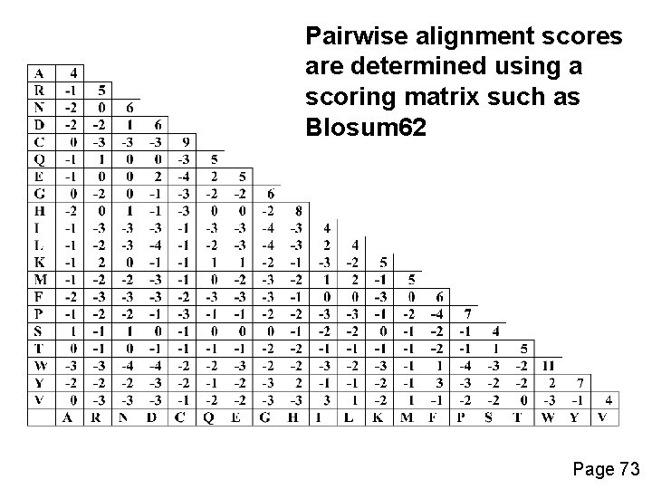 Pairwise alignment scores are determined using a scoring matrix such as Blosum 62 Page