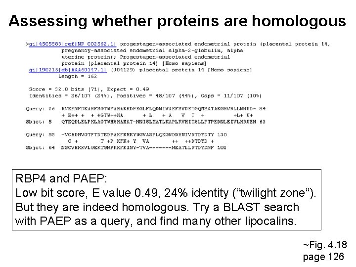 Assessing whether proteins are homologous RBP 4 and PAEP: Low bit score, E value