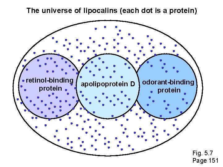 The universe of lipocalins (each dot is a protein) retinol-binding protein apolipoprotein D odorant-binding