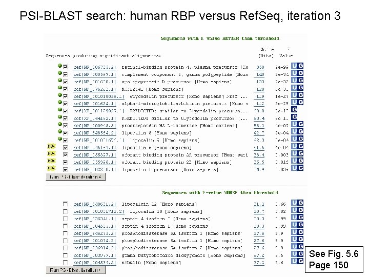 PSI-BLAST search: human RBP versus Ref. Seq, iteration 3 See Fig. 5. 6 Page