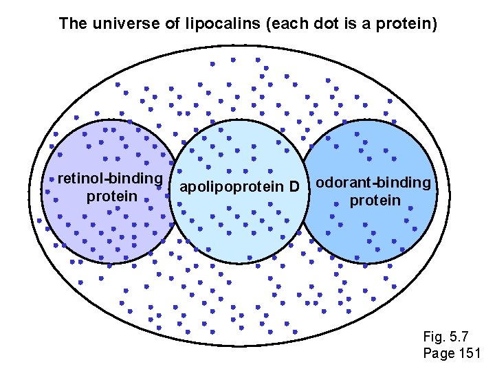 The universe of lipocalins (each dot is a protein) retinol-binding protein apolipoprotein D odorant-binding