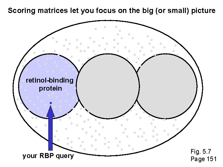 Scoring matrices let you focus on the big (or small) picture retinol-binding protein your