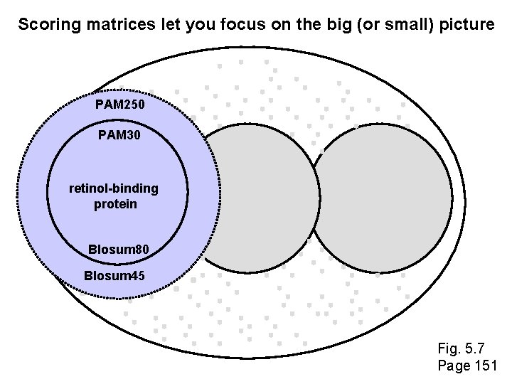 Scoring matrices let you focus on the big (or small) picture PAM 250 PAM