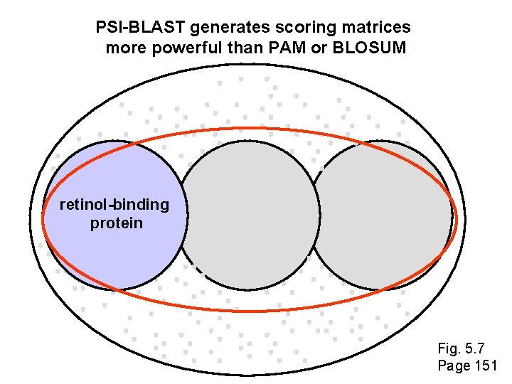 PSI-BLAST generates scoring matrices more powerful than PAM or BLOSUM retinol-binding protein Fig. 5.