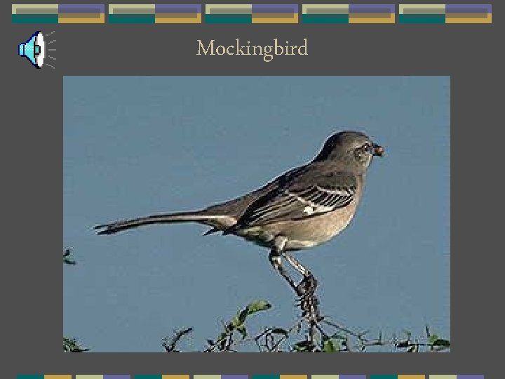 Mockingbird 